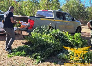 San Nicolò d’Arcidano, un arresto per coltivazione di sostanze stupefacenti